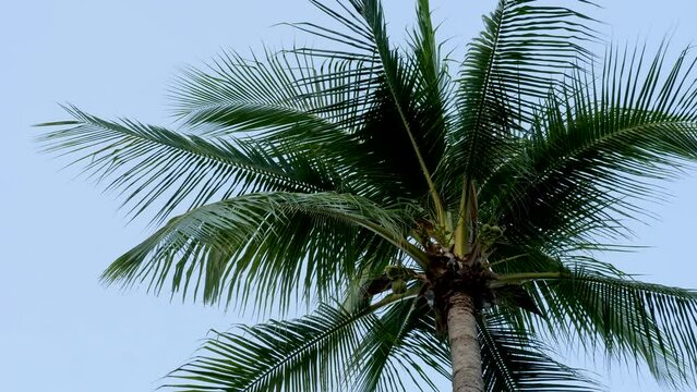 Palm tree on sky with no clouds background. Tropical Country Vacation Concept. Holiday on luxury spa hotel