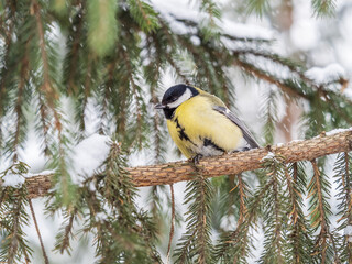 Cute bird Great tit, songbird sitting on the fir branch with snow in winter