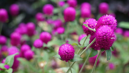 Perp&eacute;tua, gomphrena globosa &eacute; uma herb&aacute;cea, pertence &agrave; fam&iacute;lia Amaranthaceae, nativa da &Iacute;ndia.