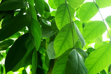starfruit green leaf texture isolated nature background