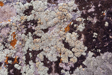 Moss and lichen growing on grey rock. Natural texture background with bright colorful vegetation on stone.
