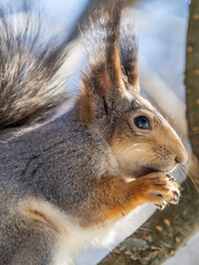 The squirrel with nut sits on tree in the winter or late autumn. Portrait of the squirrel close-up