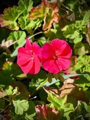 Hot pink geranium flowers