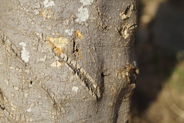 bark texture