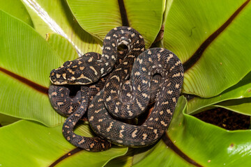 Juvenile Diamond Python curled up in Birds Nest Fern