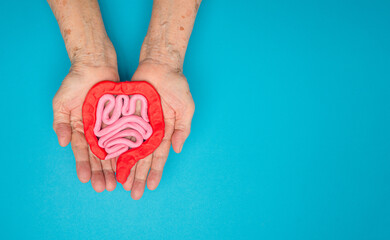 Large intestine shape made from plasticine on a palm senior woman over a blue background