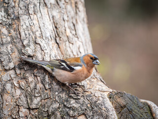 Common chaffinch, Fringilla coelebs, sits on a tree. Common chaffinch in wildlife.