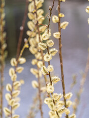 Nature awakes in spring. Blooming willow twigs and furry willow-catkins, so called seals or cats. Holly willow, Salix caprea, is a national symbol of Ukraine.
