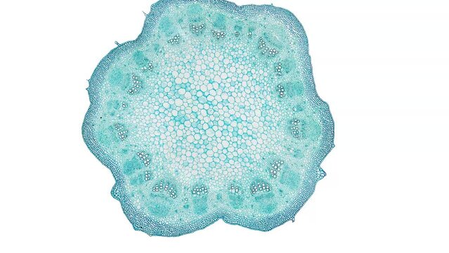 zoom in cross section cut slice of plant stem under the microscope &ndash; microscopic view of plant cells for botanic education &ndash; high quality animation