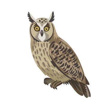 Vector cartoon long eared owl isolated on white background. 