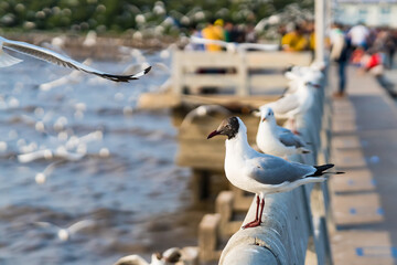 The eyes and gray feather from white seagull