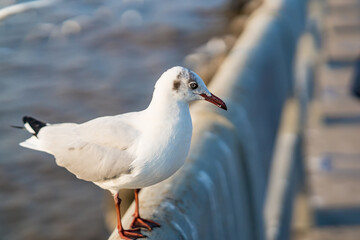 The eyes and gray feather from white seagull