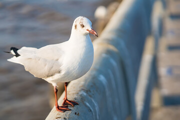 The eyes and gray feather from white seagull