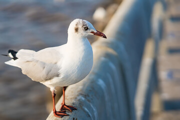 The eyes and gray feather from white seagull