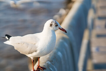 The eyes and gray feather from white seagull