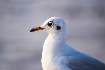 The eyes and gray feather from white seagull