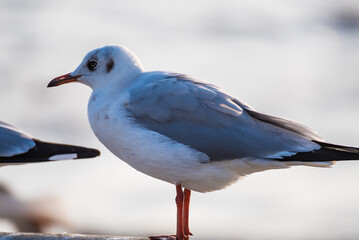 The eyes and gray feather from white seagull