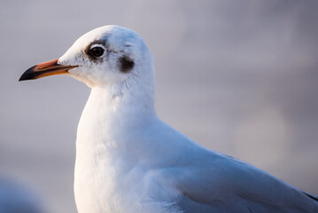 The eyes and gray feather from white seagull