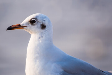 The eyes and gray feather from white seagull
