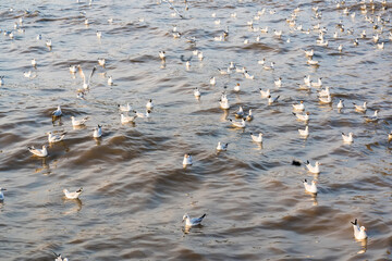 Regular seasonal movement migration of seagulls birds at Bangpu Recreation Center in bay of bangkok for thai people and foreign travelers travel visit at Samut Prakan, Thailand