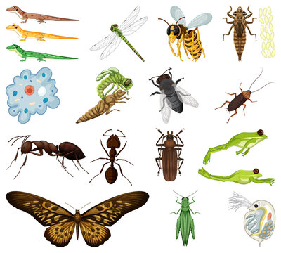 Different kinds of insects and animals on white background