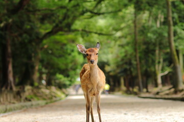 奈良公園のメス鹿
