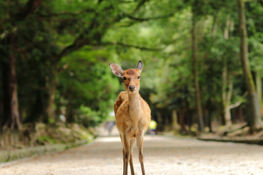 奈良公園 の画像 12 365 件の Stock 写真 ベクターおよびビデオ Adobe Stock