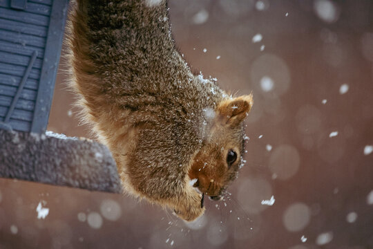 Squirrel Raiding the Feeder in the Snow