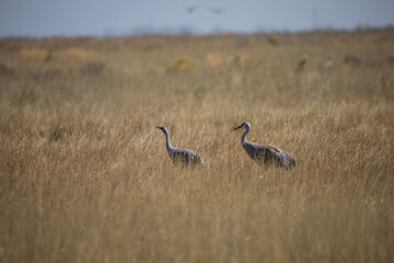 Obraz na płótnie Canvas Sandhill Cranes in the San Luis Valley of Southern Colorado