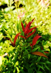 beautiful red leaves among the green leaves. nature background 