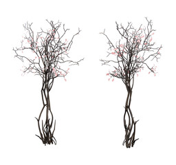 Isometric cherry blossom plant 3d rendering