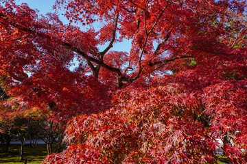 Autumn leaves in kyoto
