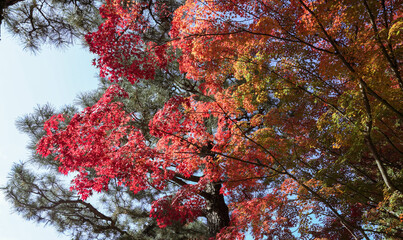 Autumn leaves in kyoto