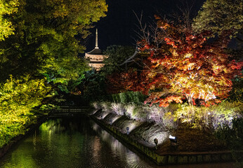 Autumn leaves light up and Toji Five-storied Pagoda in kyoto