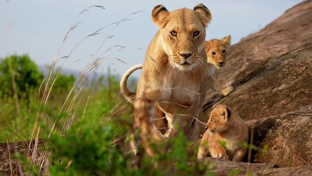 slow motion footage of new born baby lion cub walking with lioness in the forest. newborn baby lion cub with lioness walking in the forest