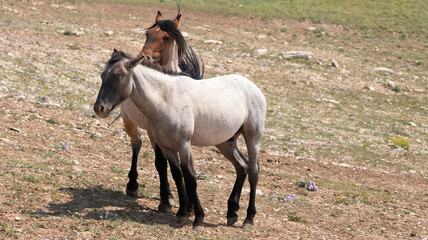 Red and Blue roan stallions wild horses in the Pryor Mountains Wild Horse Range in Montana United...