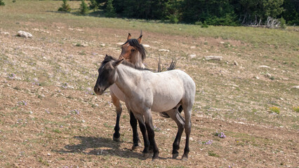 Blue and Red Roan stallions wild horses in the Pryor Mountains Wild Horse Range in Montana United...
