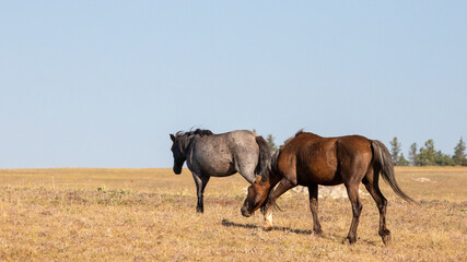 Sooty Palomino stallion snaking Blue Roan Wild Horse in the Pryor Mountains Wild Horse Range in...