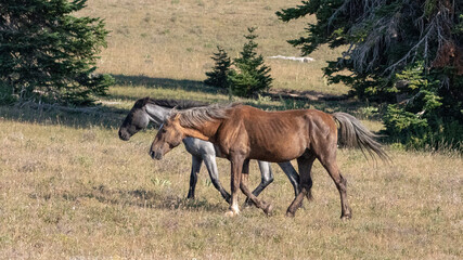 Blue Roan and Sooty Palomino Wild Horse stallions in the Pryor Mountains Wild Horse Range in Montana United States - Powered by Adobe