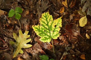 autumn leaves on the ground