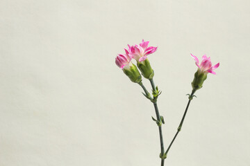 ベージュの背景とピンクのカーネーション