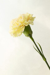 薄い黄色のカーネーション一輪