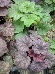 Slighly lobed roundish leaves of Coral Bells (Heuchera sanguinea)