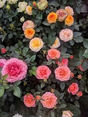 Top view of mini roses in various soft colors (pink, yellow, cream)