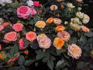 Top view of mini roses in various soft colors (pink, yellow, cream)
