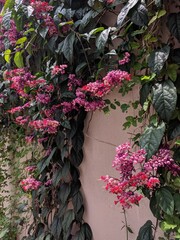 Fototapeta na wymiar Clusters of red flowers (Clerodendrum × speciosum) growing on the wall 
