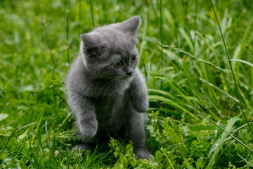 Naklejka na ściany i meble little gray cat on grass