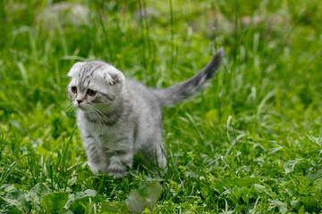 Fototapeta premium little gray cat on grass
