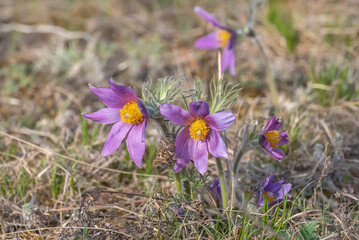 pasque flower snowdrop spring sunlight