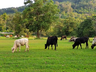 Cows eating grass in the meadow